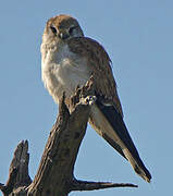 Nankeen Kestrel