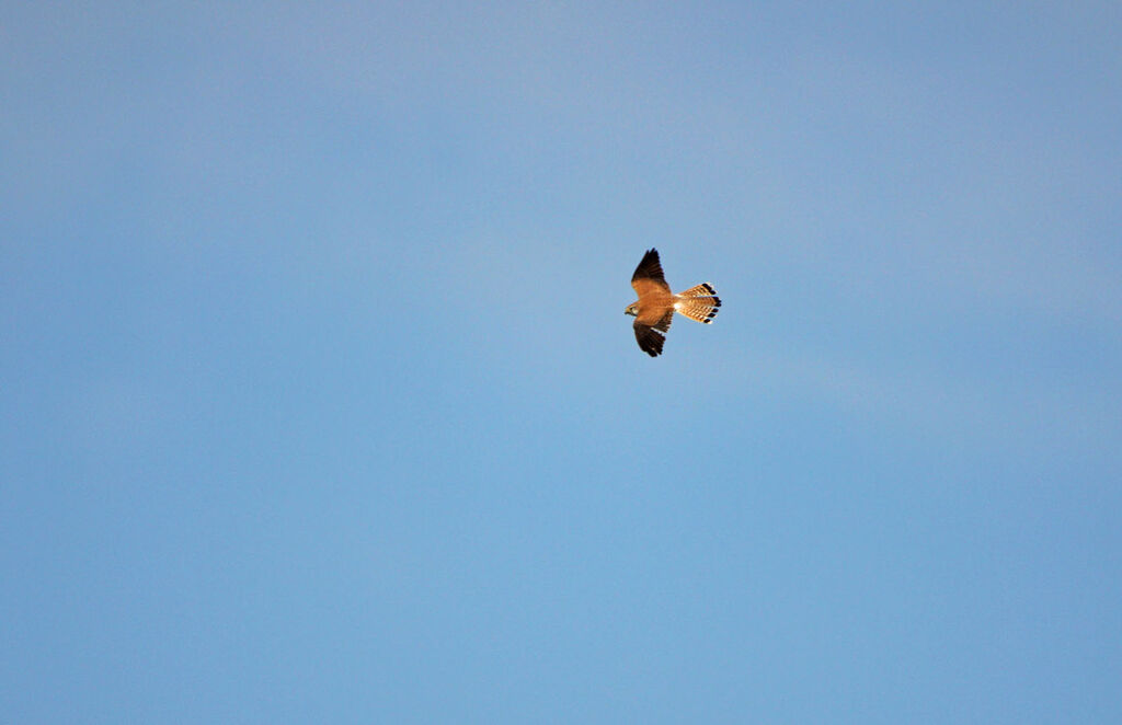 Nankeen Kestrel, Flight