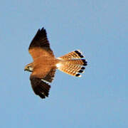 Nankeen Kestrel