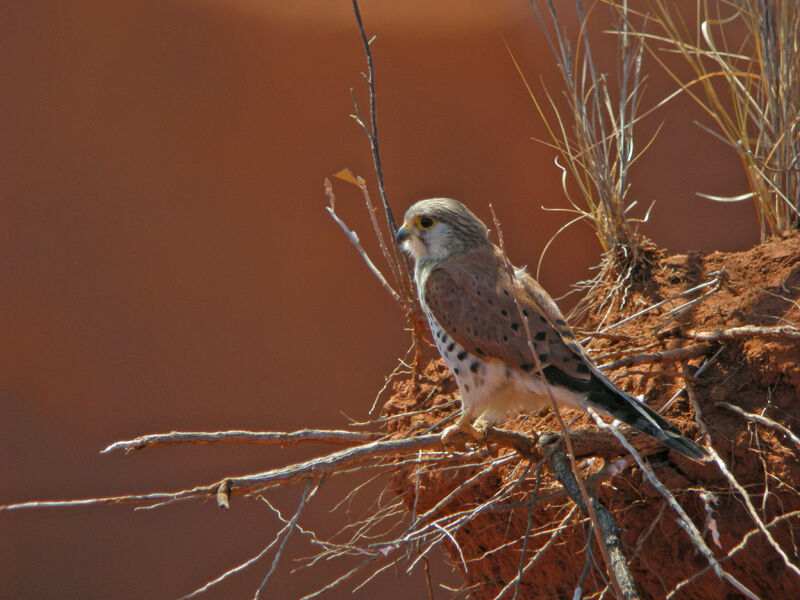 Malagasy Kestrel