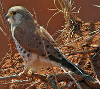 Malagasy Kestrel