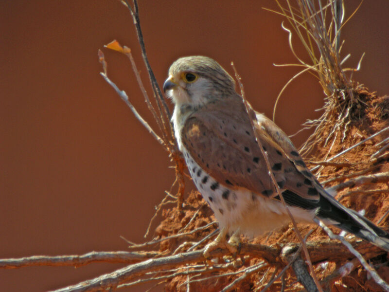 Malagasy Kestrel