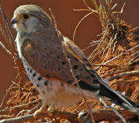 Malagasy Kestrel