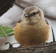 Long-billed Crombec