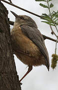 Long-billed Crombec