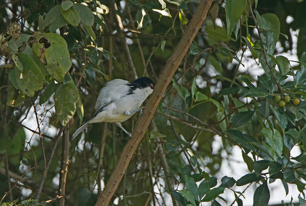 Black-backed Puffback