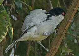 Black-backed Puffback