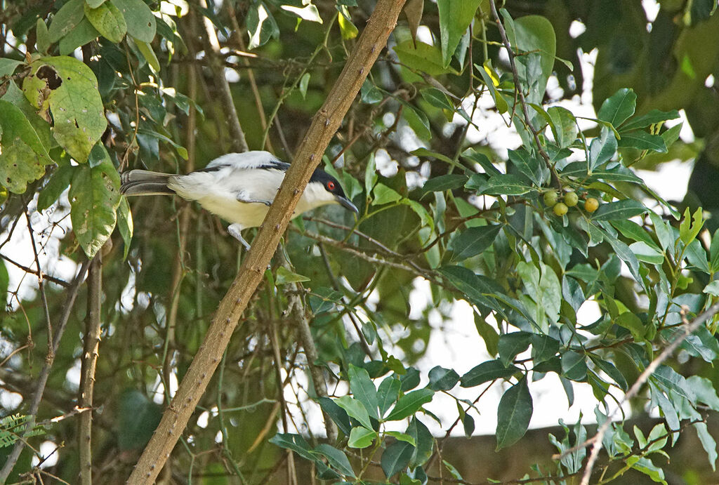 Black-backed Puffback