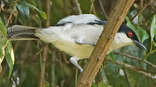 Black-backed Puffback