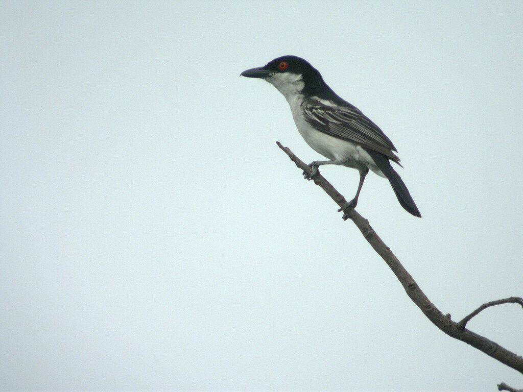 Northern Puffback