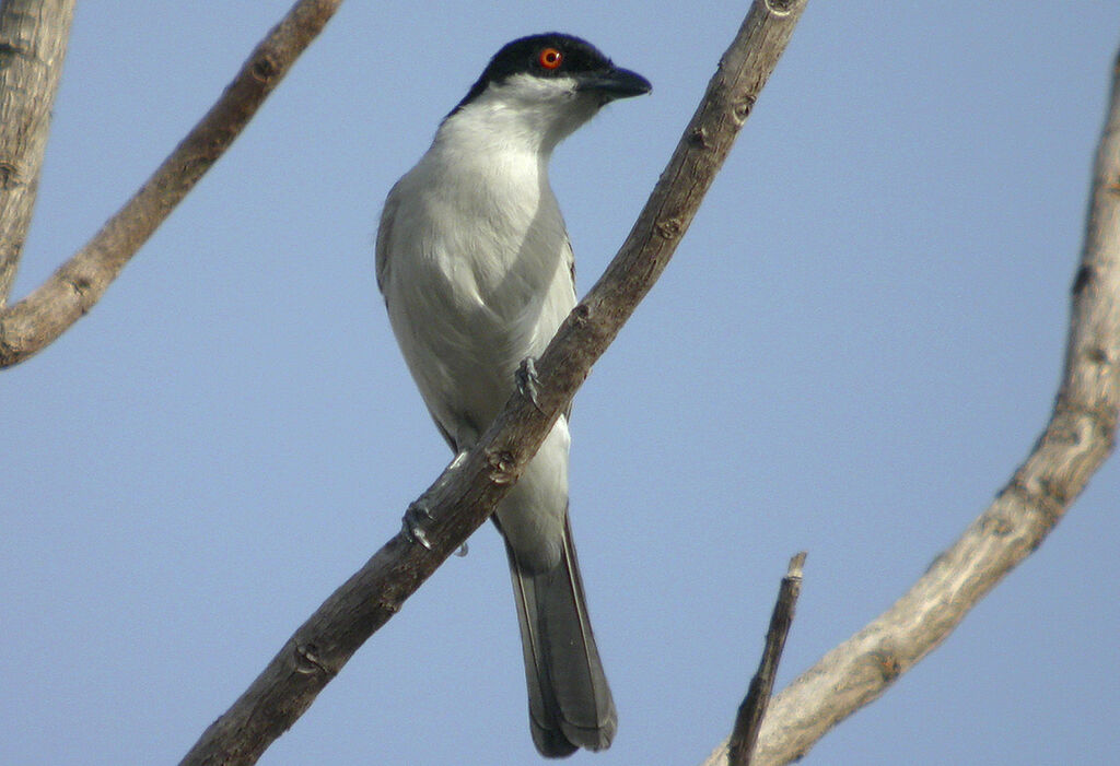 Northern Puffback