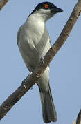 Northern Puffback