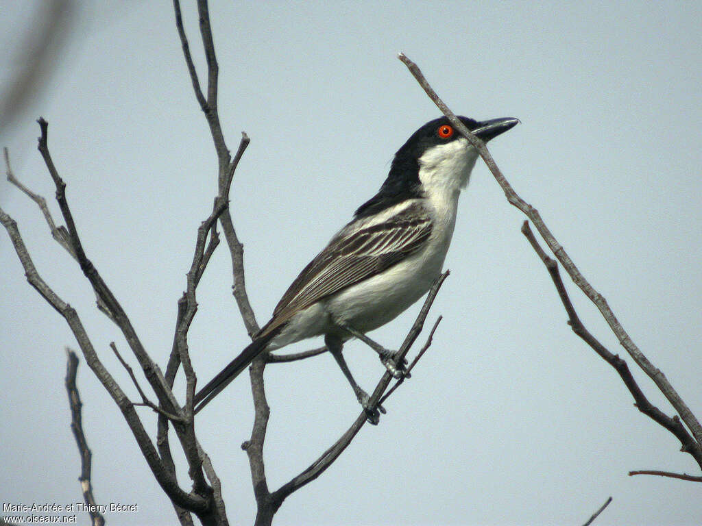 Northern Puffbackadult, identification