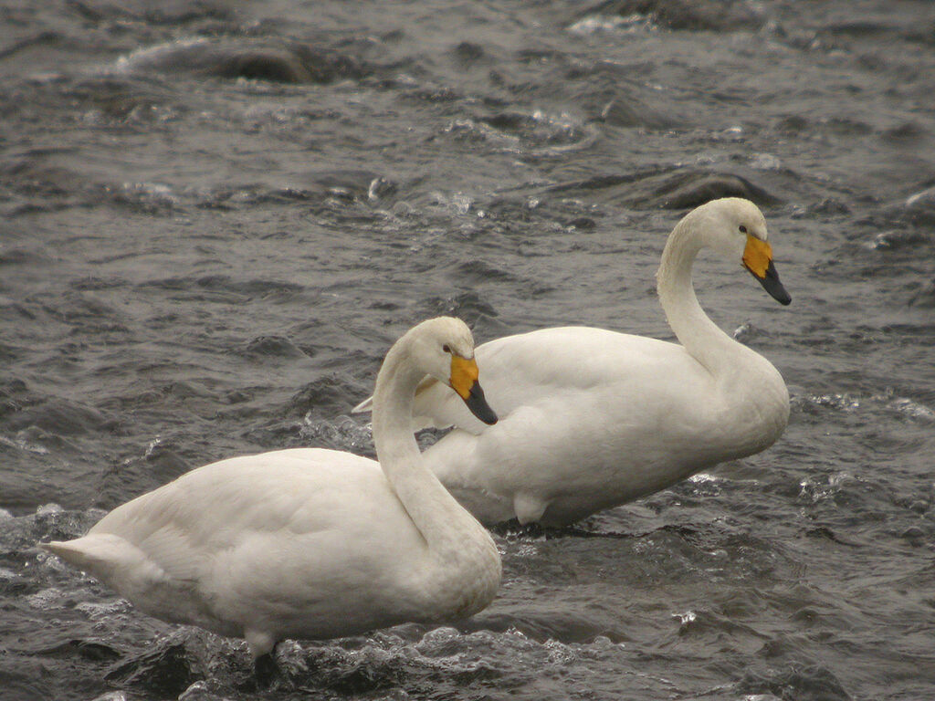 Cygne chanteur