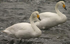 Whooper Swan