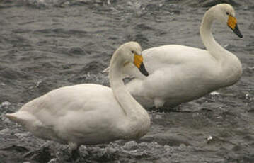 Cygne chanteur