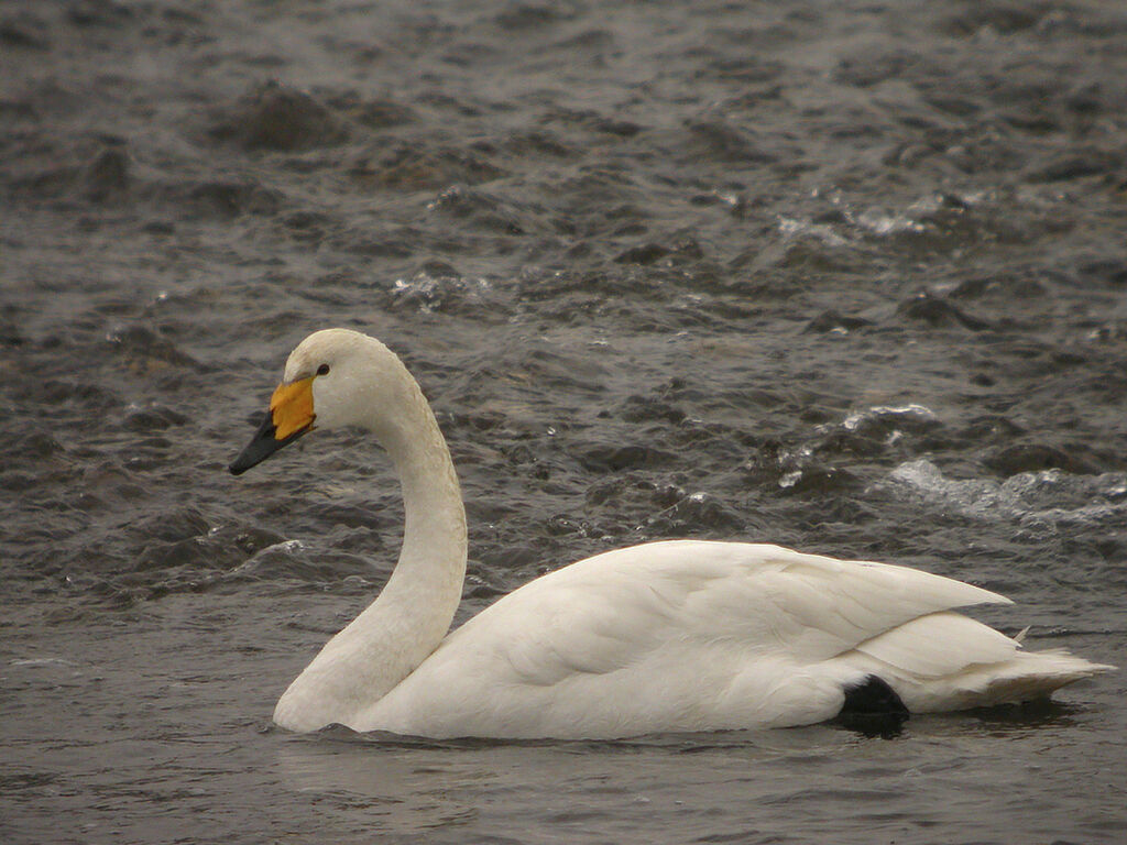 Cygne chanteur