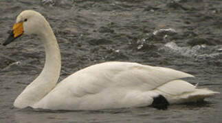 Whooper Swan