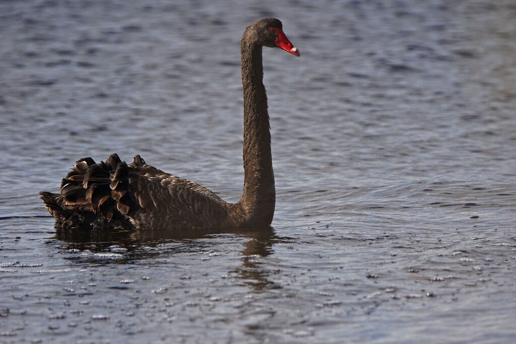 Cygne noir