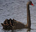 Cygne noir