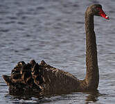 Cygne noir