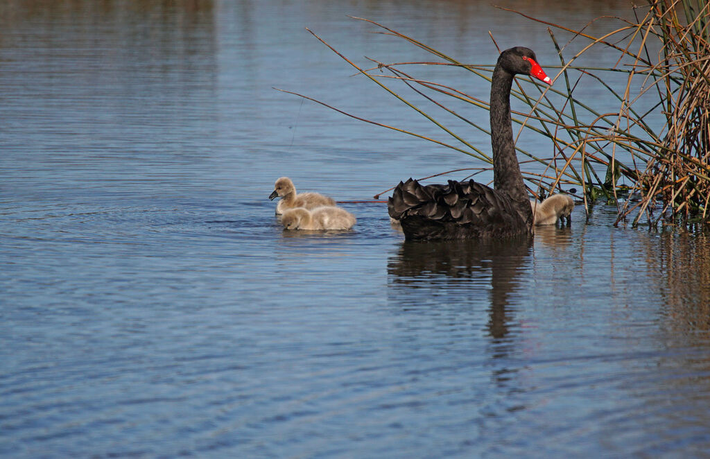 Cygne noir