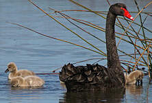 Cygne noir