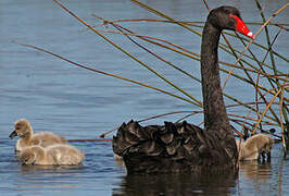 Cygne noir