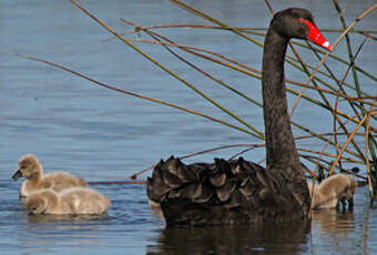 Cygne noir