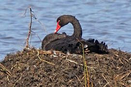 Cygne noir