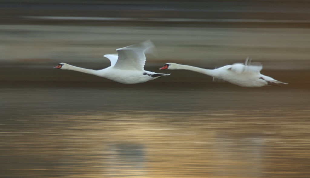 Mute Swan