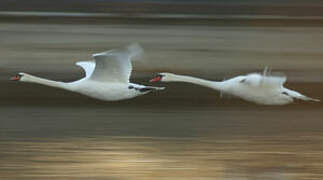 Cygne tuberculé