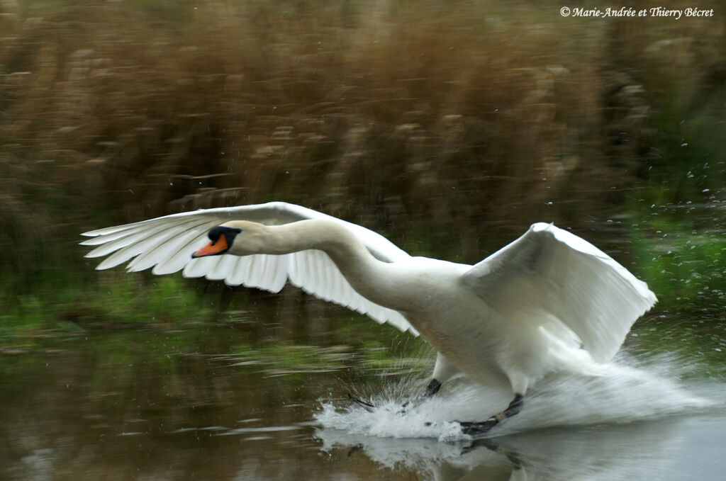 Cygne tuberculé