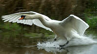 Cygne tuberculé