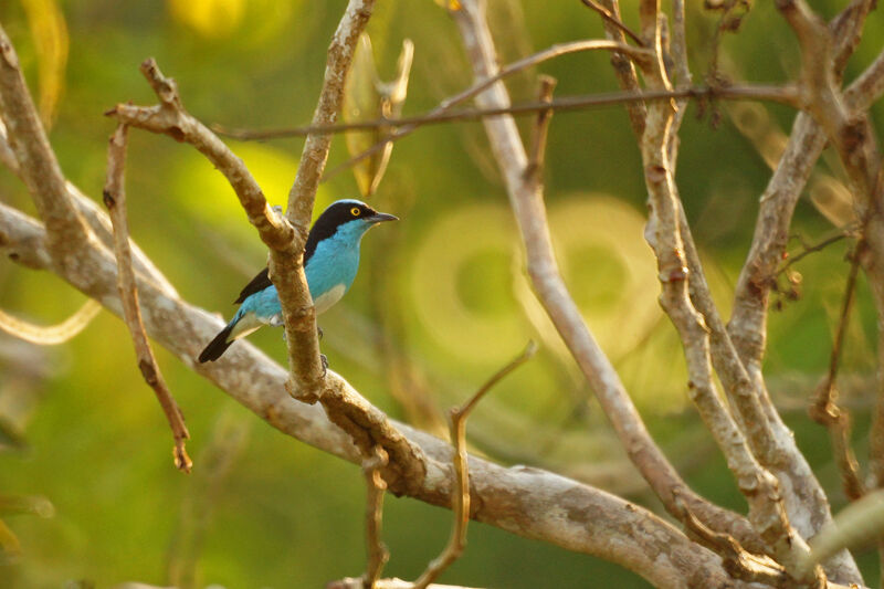 Dacnis à coiffe bleue