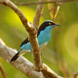 Dacnis à coiffe bleue