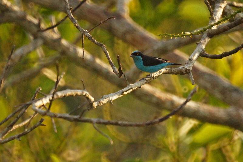 Black-faced Dacnis