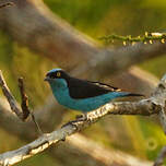 Dacnis à coiffe bleue