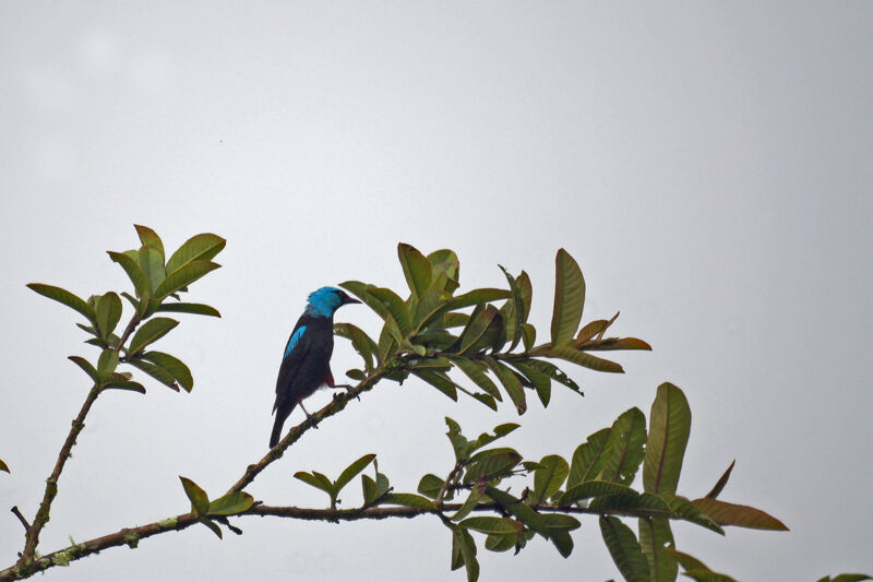 Dacnis à cuisses rouges mâle