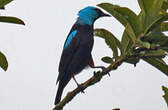 Dacnis à cuisses rouges