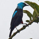 Dacnis à cuisses rouges