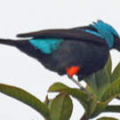 Dacnis à cuisses rouges