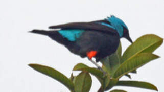 Scarlet-thighed Dacnis