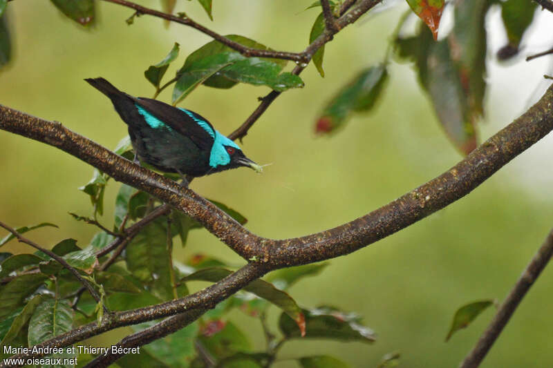 Scarlet-thighed Dacnis male adult, feeding habits, fishing/hunting