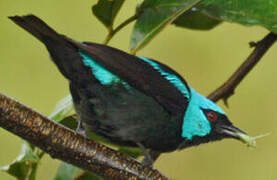 Scarlet-thighed Dacnis