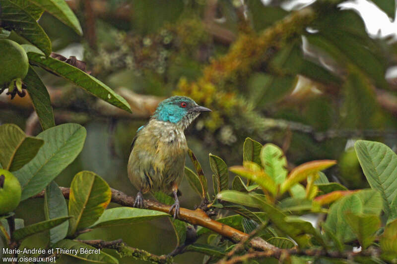 Scarlet-thighed Dacnis female adult, close-up portrait