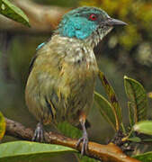 Dacnis à cuisses rouges