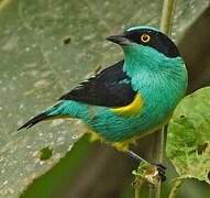 Yellow-tufted Dacnis