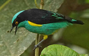 Yellow-tufted Dacnis