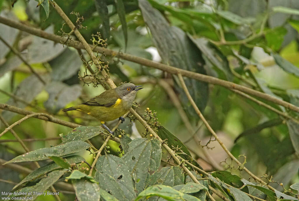 Dacnis à plumets jaunes femelle adulte, identification